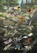 Dragonflies of the World poster print