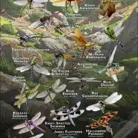 Dragonflies of the World poster print
