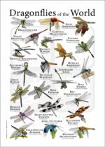 Dragonflies of the World Poster Print - Image 2