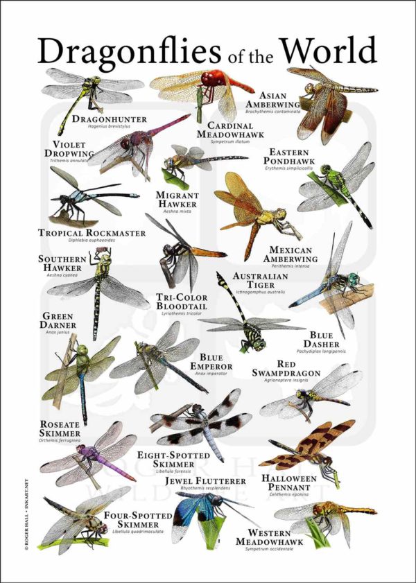 Dragonflies of the World Poster Print - Image 2