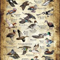 Ducks of the World