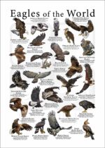 eagle poster