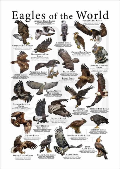 eagle poster