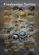 Freshwater Turtles of the World