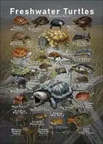 Freshwater Turtles of the World