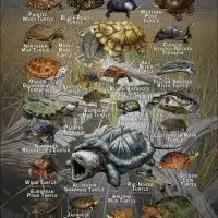 Freshwater Turtles of the World