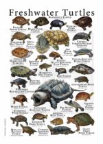 Freshwater Turtles of the World