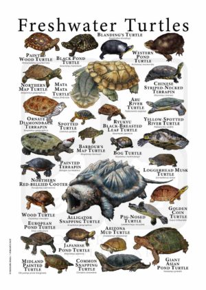 Freshwater Turtles of the World
