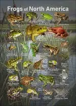 Frogs of North America poster
