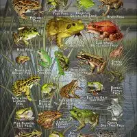 Frogs of North America poster