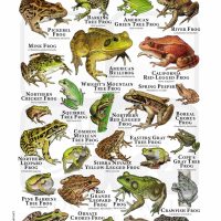 Frogs of North America poster