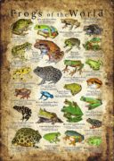 Frogs of the World Poster