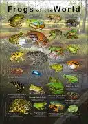 Frogs of the World Poster