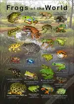 Frogs of the World Poster