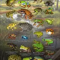 Frogs of the World Poster