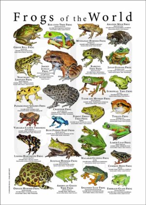 Frog poster