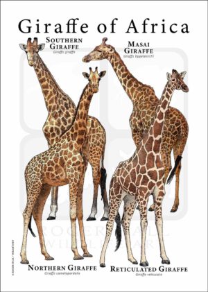 giraffe poster