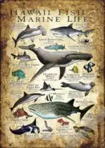 Hawaii Fish & Marine Life Poster - Wildlife Art - Image 2