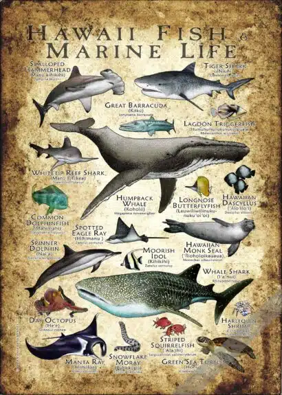 Hawaii Fish & Marine Life Poster - Wildlife Art - Image 2