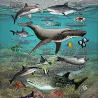 Hawaii Fish & Marine Life poster