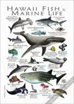 Hawaii Fish & Marine Life Poster - Wildlife Art - Image 3