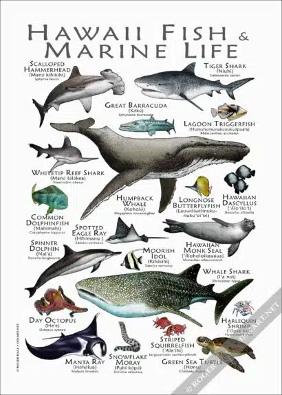 Hawaii Fish & Marine Life Poster - Wildlife Art - Image 3