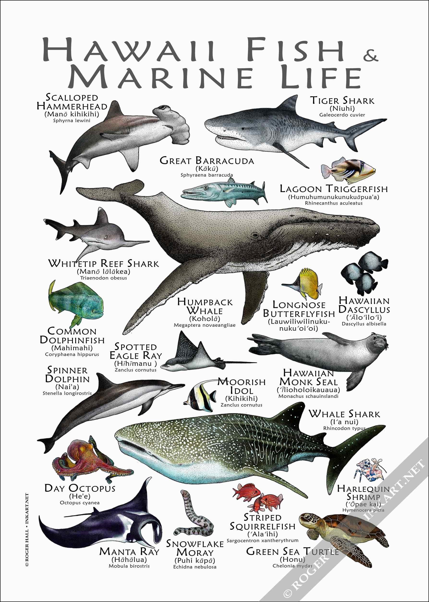 Hawaii Fish & Marine Life Poster - Wildlife Art