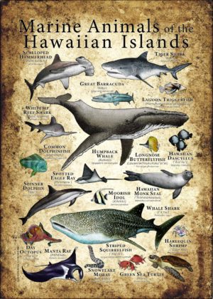 Marine Animals of the Hawaiian Islands Poster
