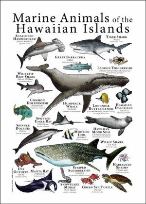 Marine Animals of the Hawaiian Islands
