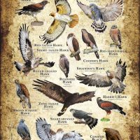 Hawks of North America Poster