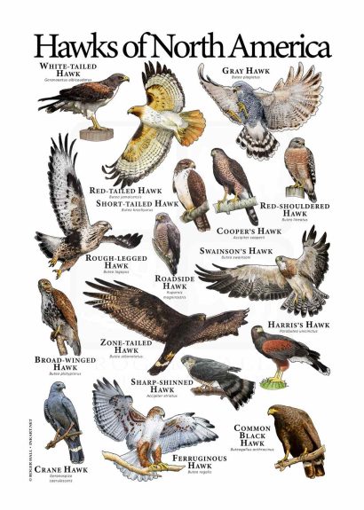 Hawks of North America poster