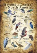 Poster Herons of and Central North America