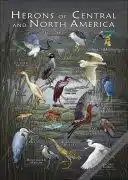 Poster Herons of and Central North America