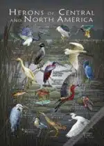 Poster Herons of and Central North America