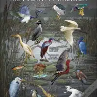 Poster Herons of and Central North America