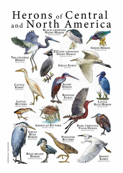 Herons of Central and North America