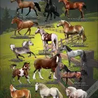 Horses Breeds of the World Poster