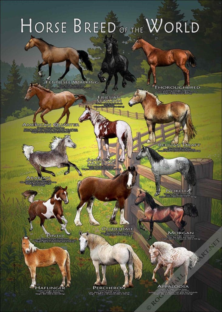 Horse Breeds Of The World Poster Print horse-breeds-of-the-world-poster-print