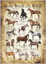 Horses of the World Poster