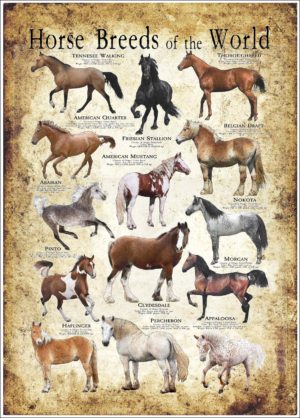 Horses of the World Poster