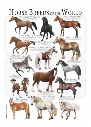 Horses of the World Poster