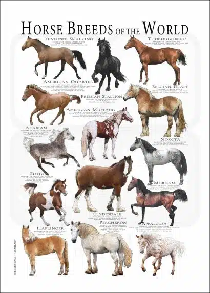 Horses of the World Poster