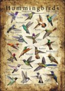 Hummingbird Poster