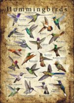 Hummingbird Poster