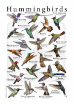Hummingbirds Poster