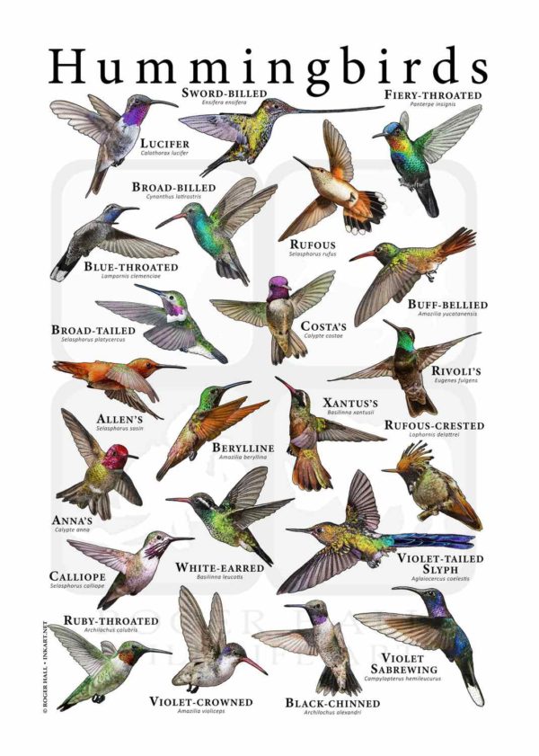 Hummingbirds Poster