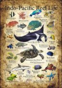 Poster of Indo-Pacific Marine Life