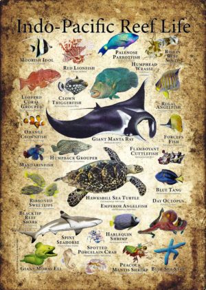 Poster of Indo-Pacific Marine Life
