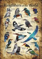 Kingfishers of the World Poster
