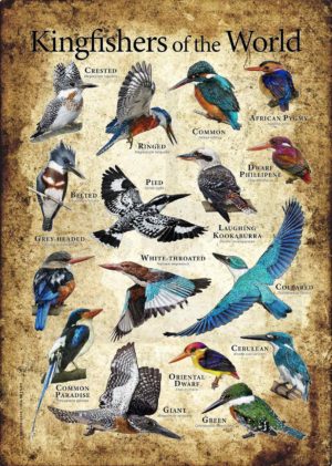 Kingfishers of the World Poster